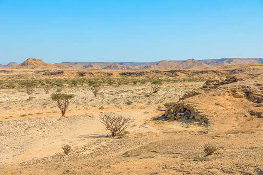 AERIAL VIEW of the captivating scenery of Wadi Dawkah Natural Park in Oman, capturing the mesmerizing beauty of the Frankincense Tree groves, a designated UNESCO World Heritage Site