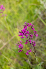 Obraz premium Blooming purple ragged-robin flowers in green meadow