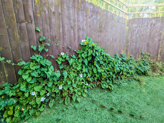 Bindweed Vines Growing And Creating Property Issues Due To The Fast Growing Spread