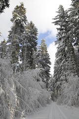 Wald,  Forst,  Waldlandschaft,  Winter