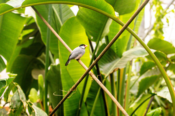 A Beautiful Small Bird Called A Java Sparrow, Sitting In A Tree