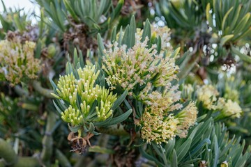 Fototapeta premium Flowering plant in the daisy family Asteraceae. Blossom Kleinia neriifolia. Canary Islands endemic. Flora of Tenerife. Verode or berode in Spanish. Senecio kleinia. Interesting nature concept