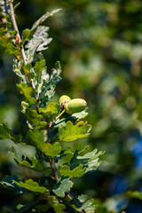 Green acorn on an oak branch