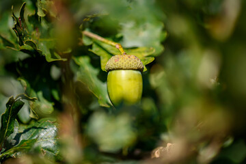 Green acorn on an oak branch