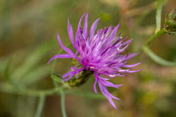 Purple saw-wort flower blooming in summer meadow