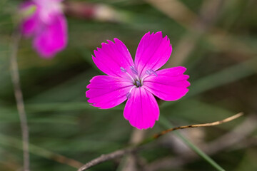 Obraz premium Blooming pink dianthus deltoides flower in green meadow