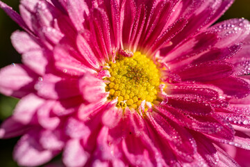 Obraz premium Close-up of pink chrysanthemum flower showing dew drops and yellow center