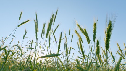 Naklejka premium Landscape Summer Green Field Sun Sky Nature. Green Grass On Field. Cultivation Of Grain Crops. Wheat Field With Green Shoots In Spring. Growing Sprouts. Gimbal Stabilize.