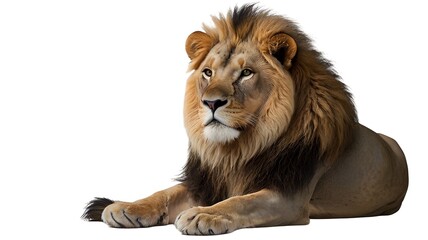 Obraz premium a lion sitting on a white background.