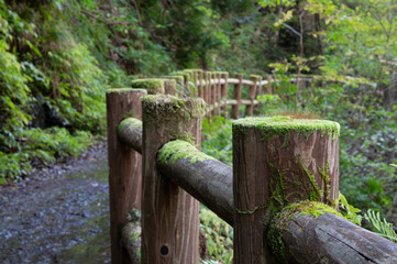 奥行きを感じる遊歩道