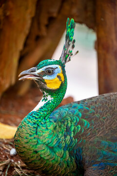 The green peafowl (Pavo muticus), it is a peafowl species native to the tropical forests of Southeast Asia.
The sexes of green peafowl are quite similar in appearance, especially in the wild. 