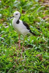 The pied stilt (Himantopus leucocephalus) is a slender wader found in Australasia and parts of Southeast Asia. It has striking black-and-white plumage, long pinkish legs