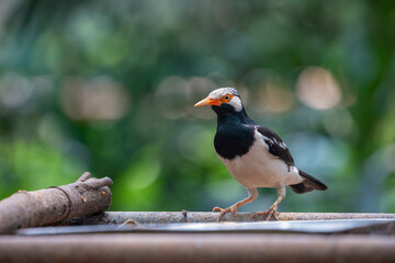 The Siamese pied starling (Gracupica floweri) is a medium-sized starling species native to parts of...