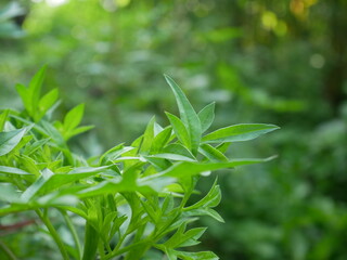Fototapeta premium green leaves background