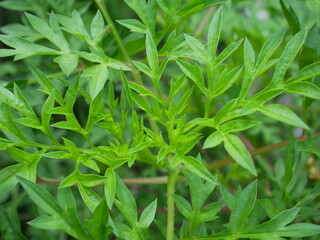 green leaves background