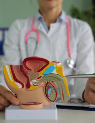 Doctors counseling patients with prostate cancer and using a penis model to show patients with...