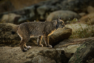 Obraz premium Lince Iberico en libertad
