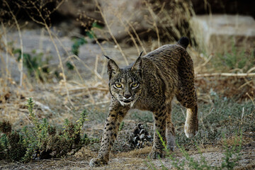 Naklejka premium Lince Iberico en libertad