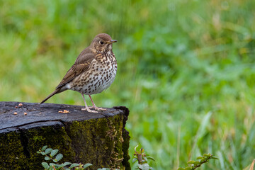 Un tordo bottaccio (Turdus philomelos) si gode un momento di riposo, in una giornata uggiosa, appoggiato su un tronco tagliato per scrutare il terreno.