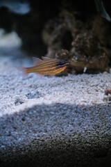 fish