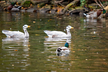 Streifengänse und Stockente auf einem Teich
