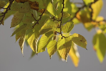 Obraz premium autumn leaves on the tree. Yellow mulberry leaves.