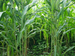 corn field in the morning