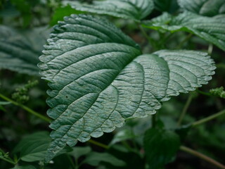 close up of green leaves