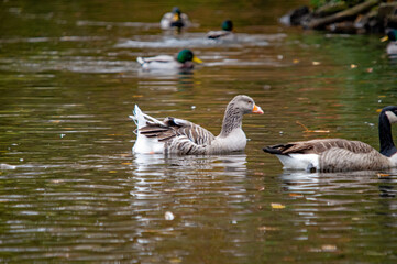 Obraz premium Graugans schwimmt auf einem Teich