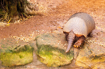 An Armadillo Animal Running Around In An Enclosure At A Zoo