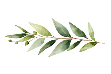 Fototapeta premium Watercolor green eucalyptus branch isolated on white 