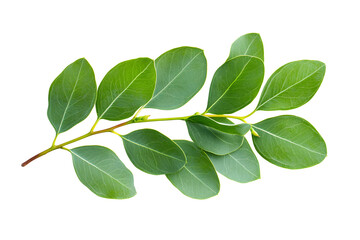 Watercolor green eucalyptus branch isolated on white	