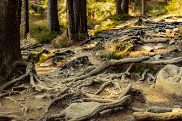Obraz premium Tree roots on a hiking trail in the park.