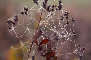 Jesienny, mglisty poranek, babie lato, tapeta, dekoracja. © mycatherina