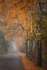 Jesienny, mglisty poranek w parku. © mycatherina