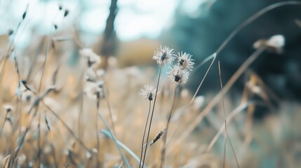 autumn flowers and weeds in the field
