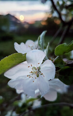 Spring flowers on the trees. Natural beauty