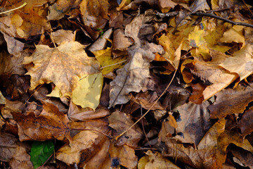 Autumn leaves background