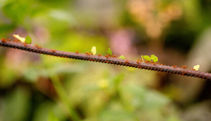 Ants Working Together To Transport Food Etc Along a Long Line Of Other Ants