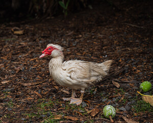 farm animals at an animal sanctuary in Hawaii enjoy their day in a healthy environment. Featured animals: goat, sheep, turkey, ducks, pigs, chicken, rooster, hen. all in a healthy enviroments