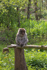 Monkey on a stick