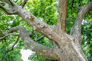 Fototapeta premium The Hanging Tree Was Once The Location Where People Of Serious Crimes Were Put To Their Death