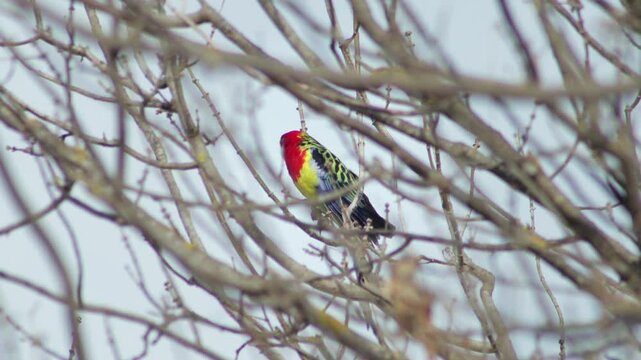 Eastern Rosella Bird Perched On Bare Tree Branch Looking Around Winter Australia Gippsland Victoria Maffra