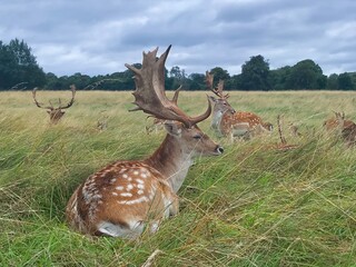 A deer in Ireland