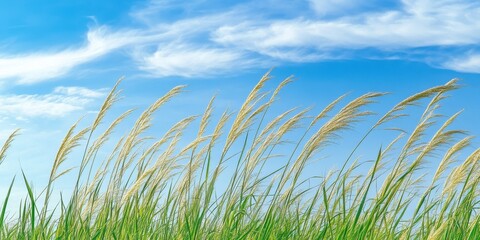 Fototapeta premium Lush green grass swaying in the breeze under a blue sky, nature's tranquility.