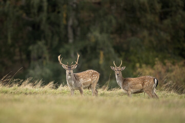 Fallow deer during rutting time. Group of deer on the meadow. European wildlife during autumn...