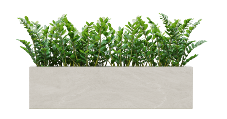 Small plant bush in concrete planter isolated on transparent background.