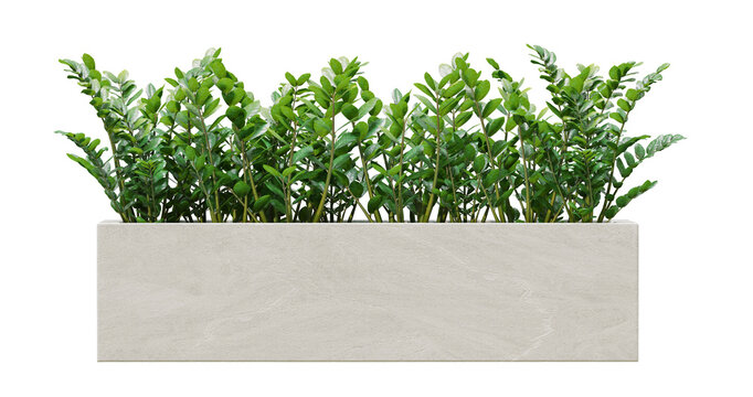 Small plant bush in concrete planter isolated on transparent background.