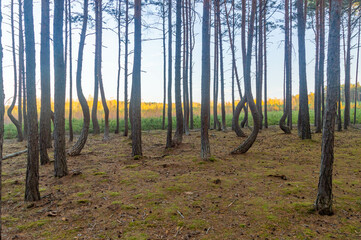 Forest with crooked trees in Poland.