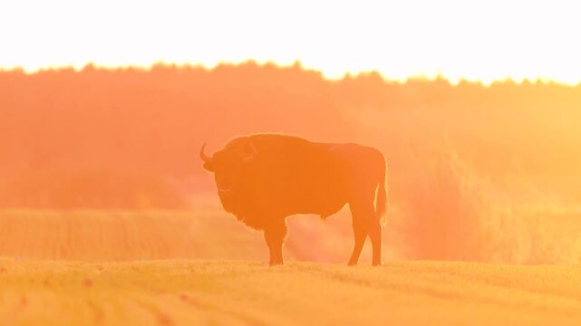 Mammals - wild nature European bison ( Bison bonasus ) Wisent bull standing on the autumn field sundown North Eastern part of Poland, Europe Knyszynska Primeval Forest